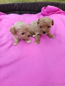 Maltipoo mini, maltipo - 3