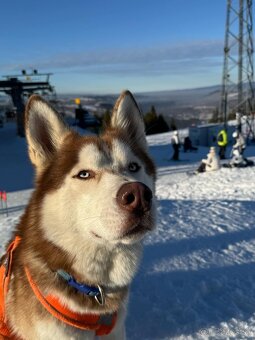 Sibírsky husky na krytie - 3