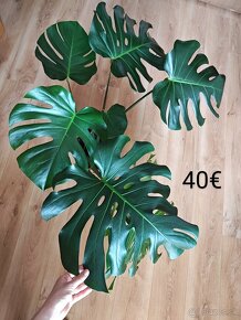 Monstera - 3