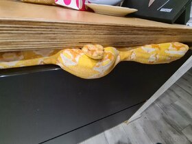 Had Boa constrictor, Veľhad kráľovský samec Sharp albino - 3