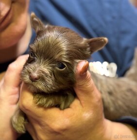 Merle yorki Yorkshire terrier - 3