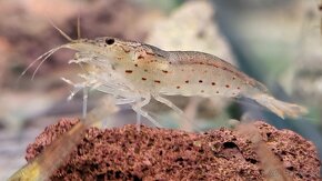 Krevetky Caridina Multidentata (Amano, Japonica) - 3