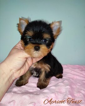 Yorkshire terrier - šteniatka s PP - 3