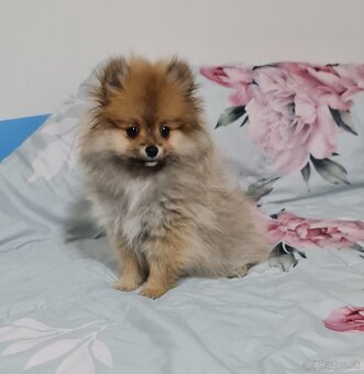 Pomeranian - 3