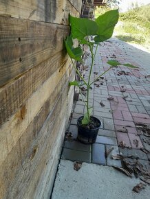 Paulownia velkolistá - 3