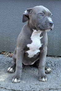 American bully s PP (Aténa) - 3