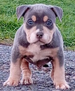 American bully pocket s PP - 3