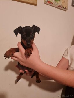 Predám trpaslíčí pinč ratlík Zwergpinscher. - 3