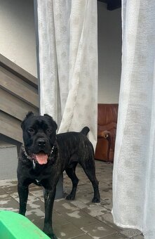 Ponúkam na krytie cane corso - 3