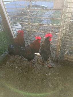 Predaj marans - 3