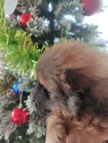 Špic oranžový pomeranian šteňatá k odberu ihneď. - 3