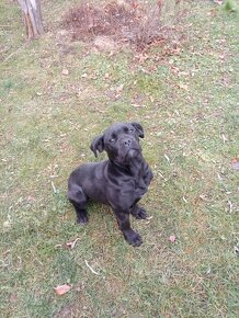 Cane Corso - 3