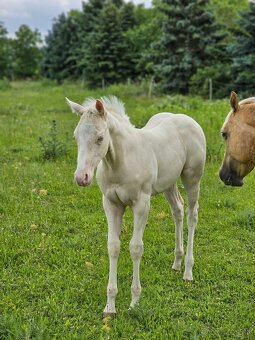 Cremello kobylka QH - 3