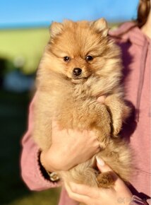 Trpazlici spic - pomeranian - 3