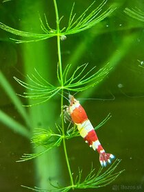 Krevety Caridina crystal red - 3