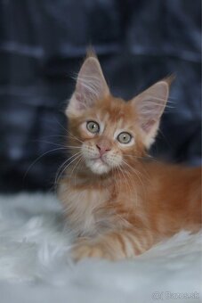 Mainská mývalia / maine coon s pp - 3