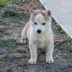 Sibírsky husky šteniatka - 3