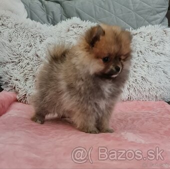 Pomeranian - 3