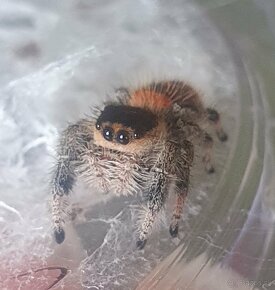 Skákavky Phidippus regius - 3