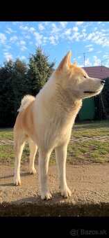 Akita inu na krytie , párenie - 3