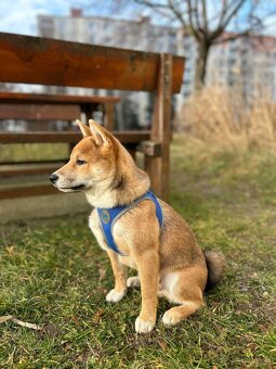 Darujem Shiba inu - 3