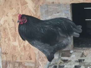 Australorpka araucana plymutka - 3