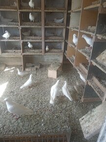 Biele poštové holuby - 3