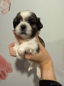 Shih-tzu s PP, Shih tzu, Shi tzu, si cu - 3