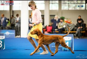 Handler - predvádzanie psov na výstavách - 3