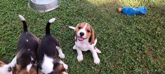 bígl, bígel, beagle - 3