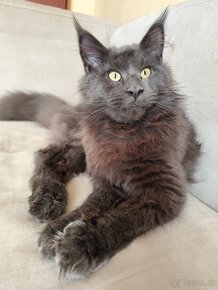 Maine coon - 3