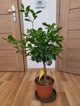 Calamondin mandarínkovník - 3