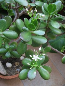 Tučnolist vajcovitý - Crassula ovata - 3