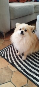 Pomeranian - 3