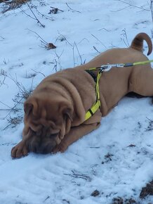 Shar-pei , šarpei - 3