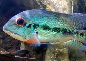 Lepisosteus platyrhincus albino red eye 20+cm - 3