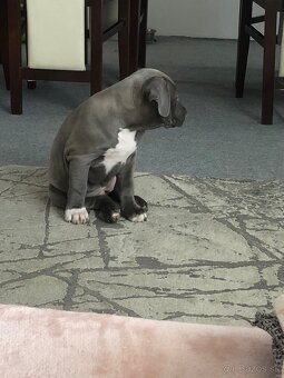 American bully - 3