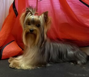 YORKSHIRE TERRIER s PP - 3