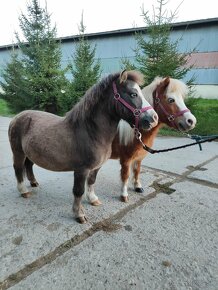 Predám mini horse, pony - 3