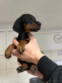 Doberman šteniatka - 3