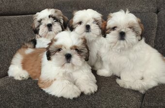 Shih-tzu šteniatka s preukazom pôvodu - 3