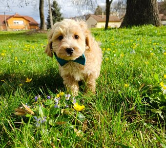 Maltipoo (Pudel + malteze) - 3