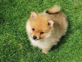 Oranzovy spic - pomeranian - 3