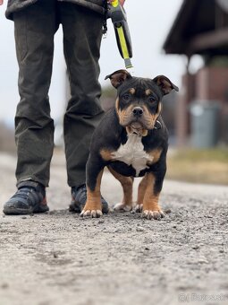 American Bully Classic/ standart - 3