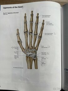 Thieme: Atlas of Anatomy - 3