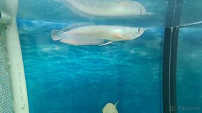 Arowana silver - 3