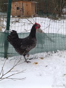 Australorp modry - 3