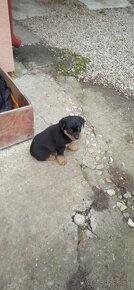 Rottweiler , RTW - 3