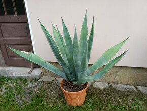 Agave kaktusy - 3