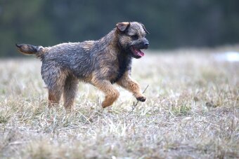 Predám 7 mesačného psa plemena Border teriér s PP - 3